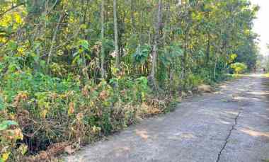 Tanah Kebun Jati Siap Panen Sragen