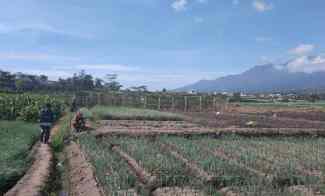 tanah kebun jeruk luas cocok untuk investasi di batu