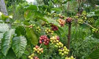 Tanah Kebun Kopi dan Cengkeh Siap Panen