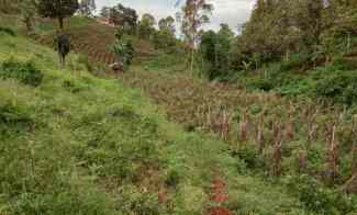 tanah kebun pinggir jalan utama