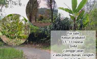 tanah kebun produktif jalan cagak subang