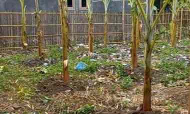 tanah kebun rata padat di tengah pemukiman