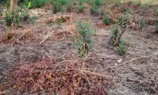 Tanah Kebun Strategis Pinggiran Kota