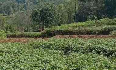 Tanah Kebun Subur dekat Kawasan Wisata