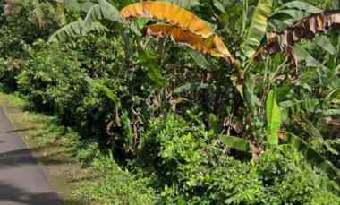 Tanah Dijual di Selemadeg Timur, Tabanan, Bali