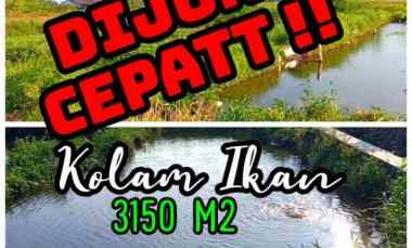 Tanah Kolam Ikan 3105m2 DiJanti Klaten 725jt