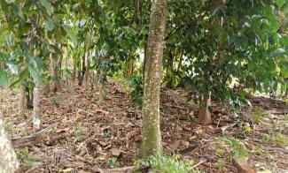 tanah kuburan makam keluarga luas 400m shm