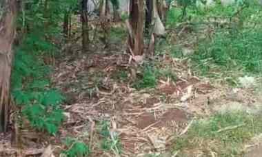 Tanah Murah 210 m2 Akses Motor Kalibaru Depok