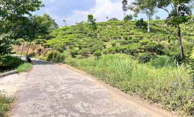 tanah murah 300 juta view langsung kebun teh kemuning