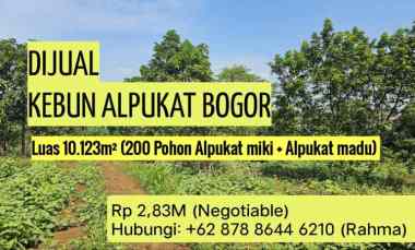 Tanah Murah Ciampea Bogor Kebun Alpukat SHM