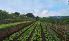 Tanah Cocok Villa atau Cluster Bandung Utara