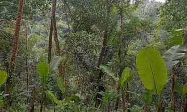 Tanah Payangan Gianyar Bali Cocok Investasi