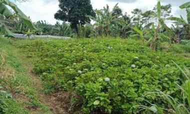 tanah perkebunan 3 kilometer dari munduk moding bali