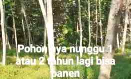 tanah perkebunan pohon kayu jengjing