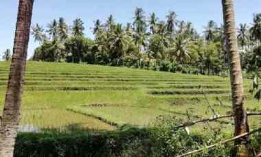 tanah pink zone dekat pantai balian bali