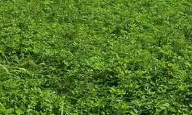 Tanah Raya Pandugo Rungkut dekat Merr dan Upn Surabaya