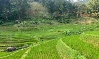 tanah sawah 2394m udara dingin karanganyar
