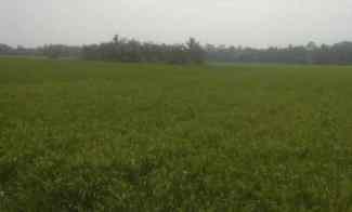 tanah sawah 5000m di kubu baru pesawaran