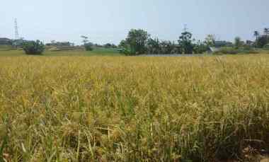 Tanah Sawah Dijual Murah di Pancalang Kuningan