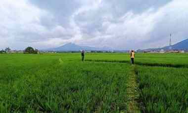 tanah sawah hanya 4 km dari tol cileunyi bandung