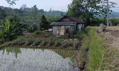 tanah sawah luas subur produktif di pacet mojokerto