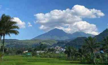 Tanah Sawah Murah View Gunung di Pamijahan Bogor