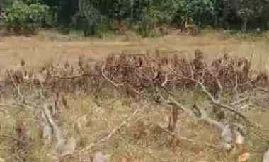 Tanah Sawah Produktiv Dua Kali Panen