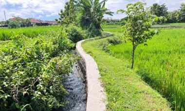 Tanah Dijual di Wonokerso, Kedawung, Sragen