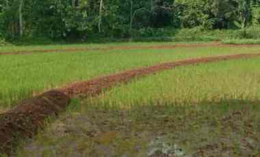 tanah sawah subur dan produktiv