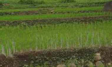 tanah sawah subur dekat kawasan wisata