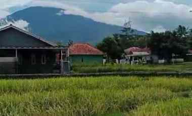 tanah sawah subur view alam pegunungan