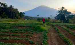 tanah sawah view gunung dijual