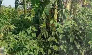 Tanah Dijual di Jln. Cendana raya arum sari Talun Cirebon