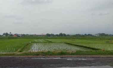 tanah subur 1147m2 masaran sragen