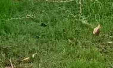 Tanah Teluk Golf Citraland Surabaya Barat