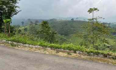 tanah view hamparan kebun teh kemuning ngargoyoso