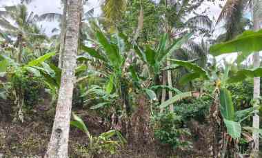 Tanah Dijual di Selemadeg, Tabanan, Bali