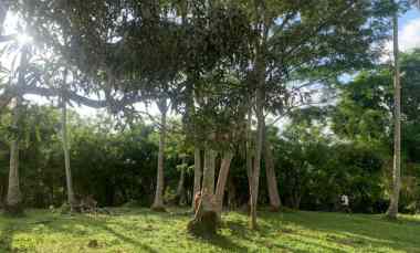 tanah view sungai dekat pantai balian bali