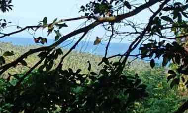 Tanah Dijual di Selemadeg Barat, Tabanan, Bali